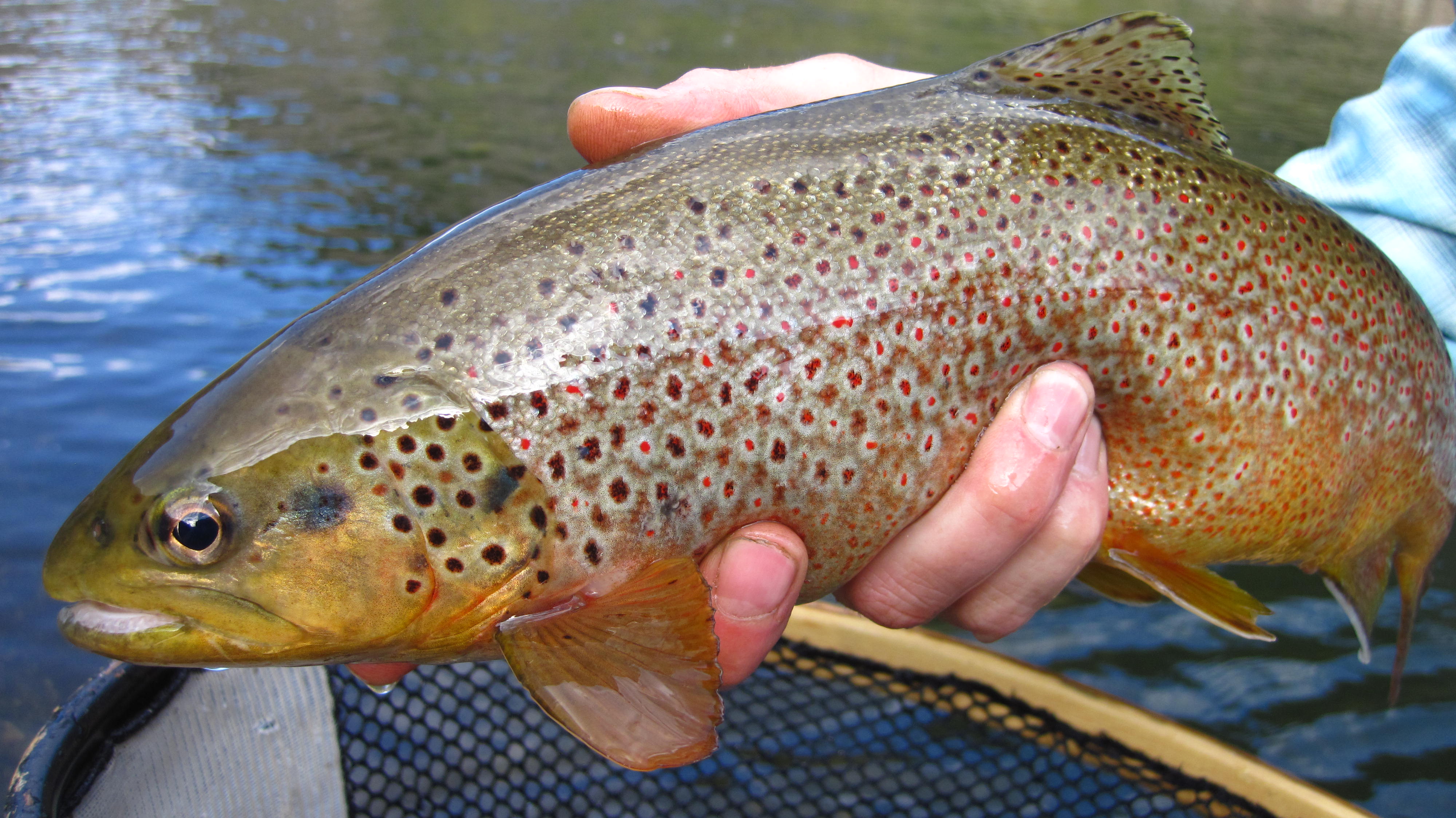 Brown trout, ready for release