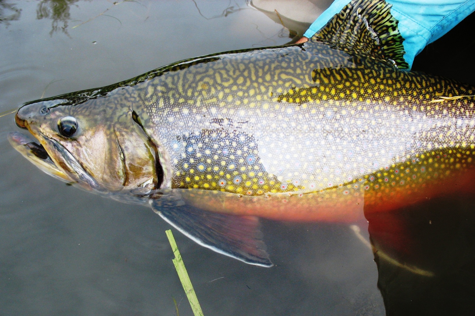 Brook trout, high-country colors