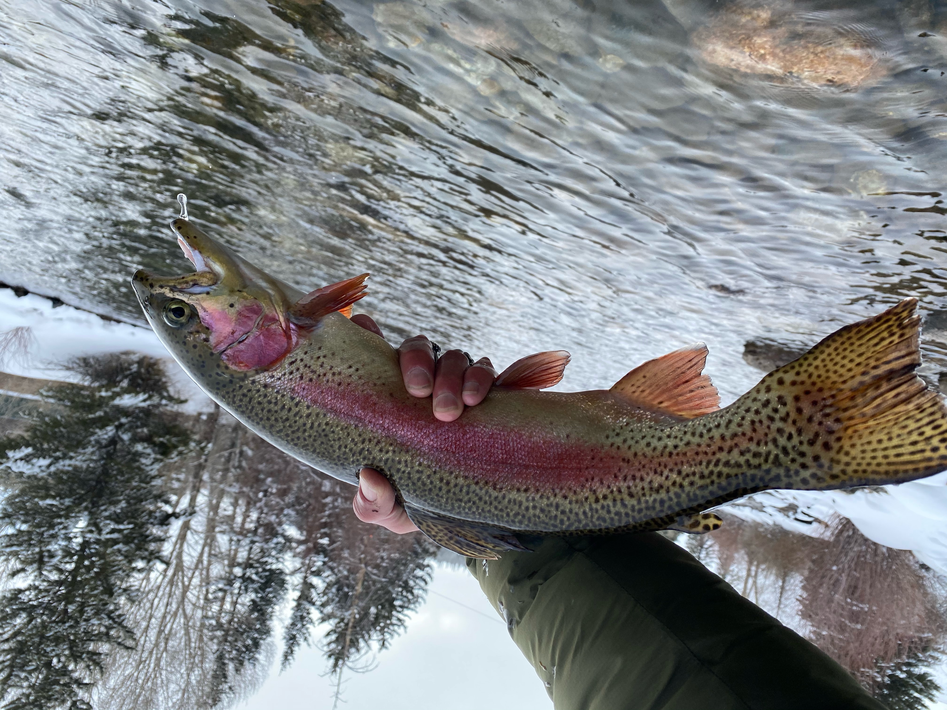 Cutbow colors